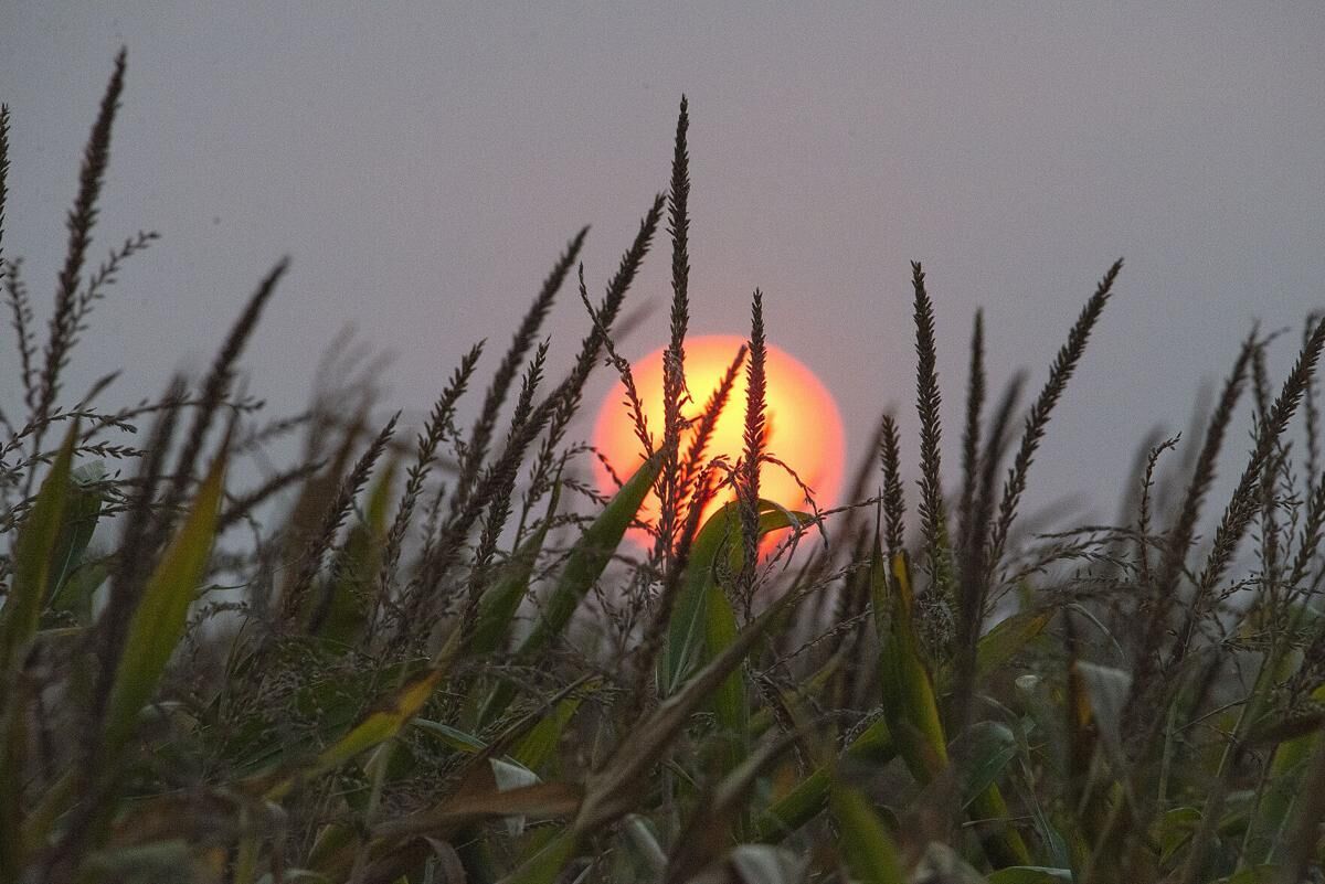 Sunset Amidst milky, wildfire residue sky